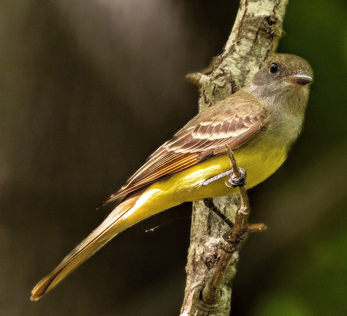 Great Crested Flycatcher - ML617888067