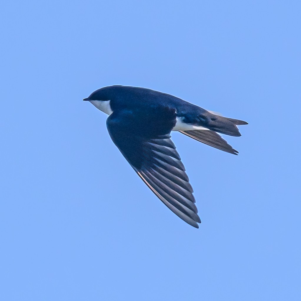 Tree Swallow - Bruce Kennedy