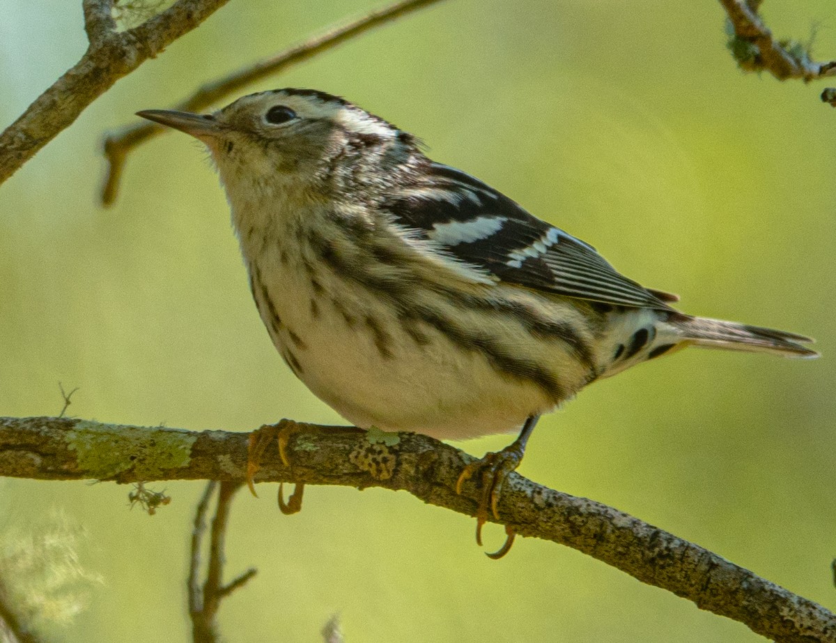 Black-and-white Warbler - ML617888081