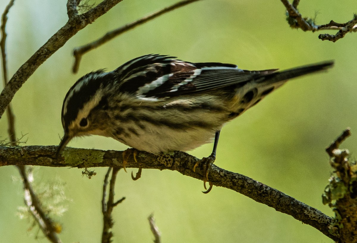 Black-and-white Warbler - ML617888082
