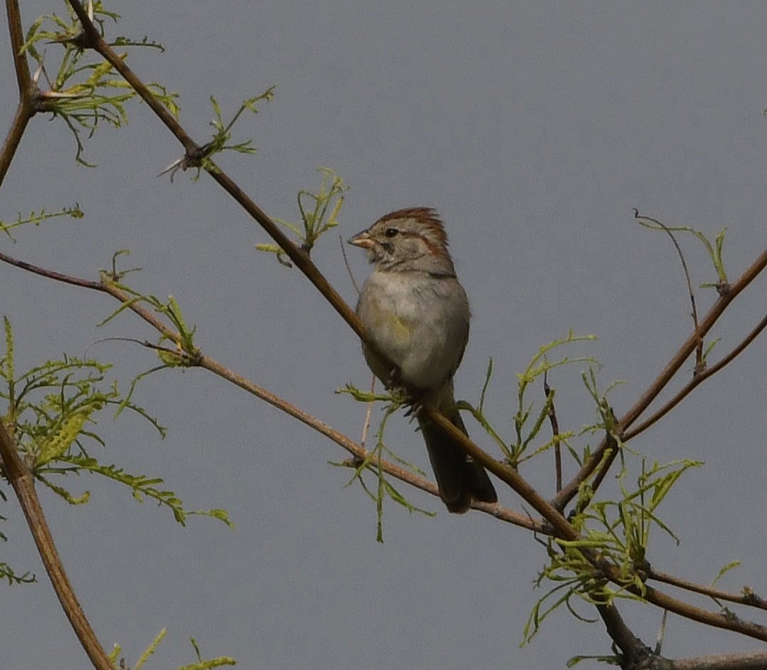 Rufous-winged Sparrow - ML617888098