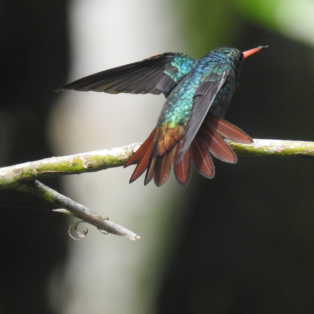 kolibřík savanový - ML617888100