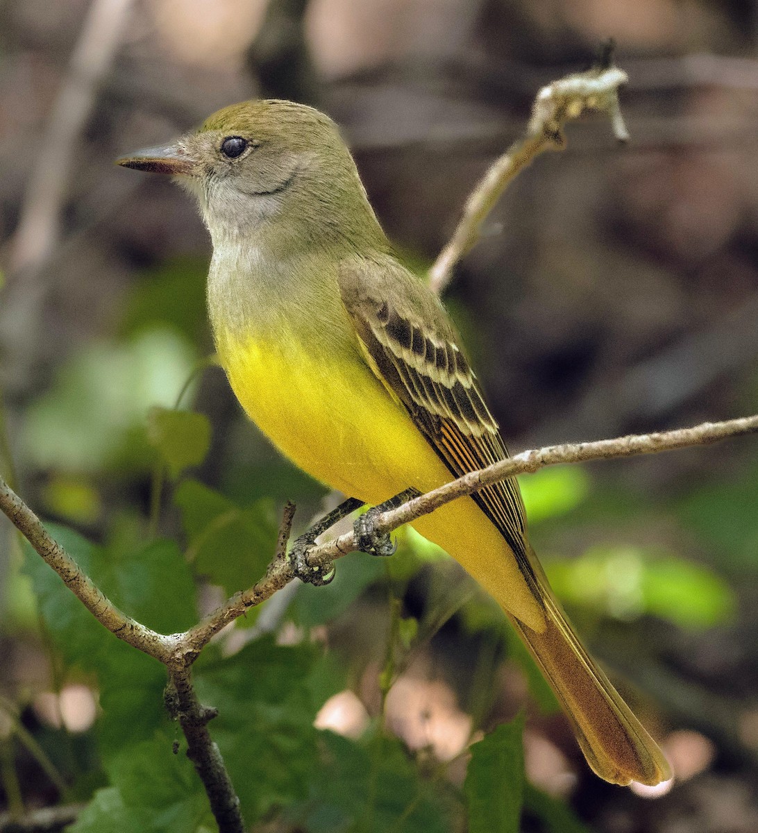 Great Crested Flycatcher - ML617888120