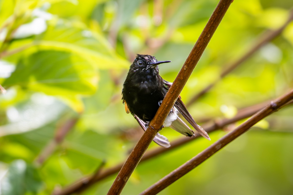 Black-bellied Hummingbird - ML617888182