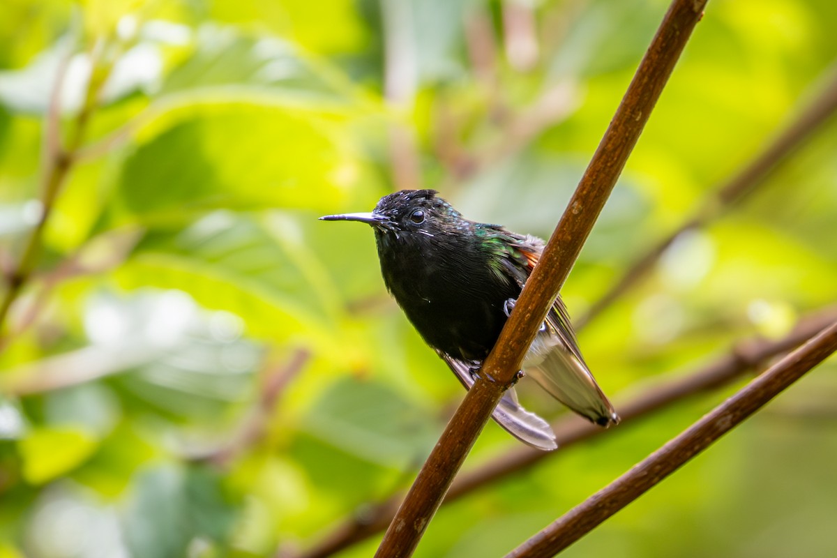 Black-bellied Hummingbird - ML617888183