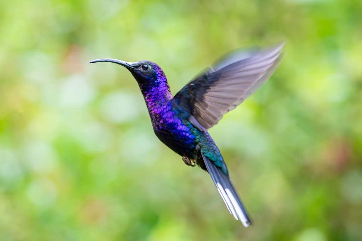 kolibřík fialkový - ML617888205
