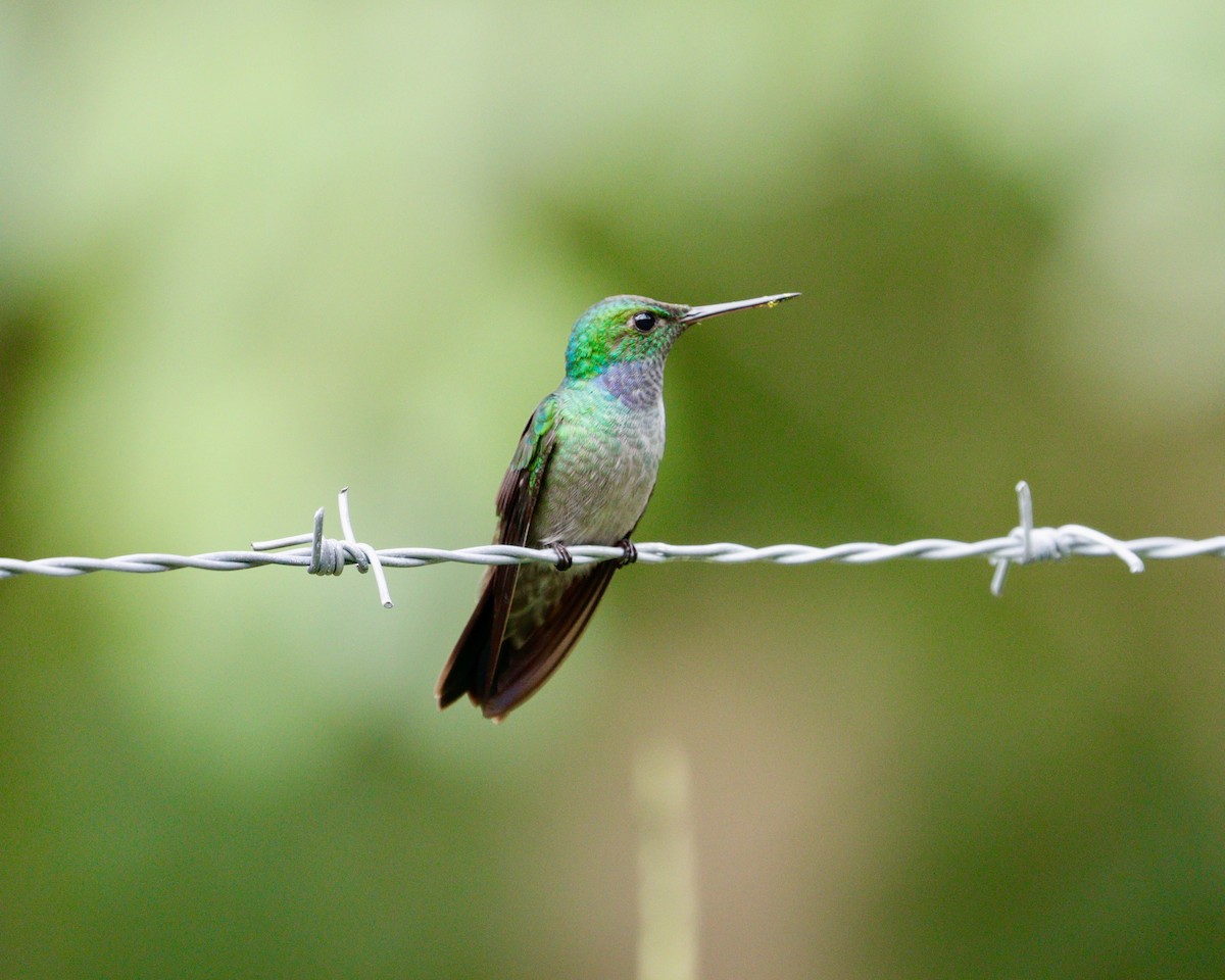 Blue-chested Hummingbird - Paul Petrus