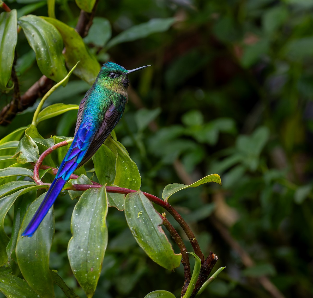 Violet-tailed Sylph - ML617888214