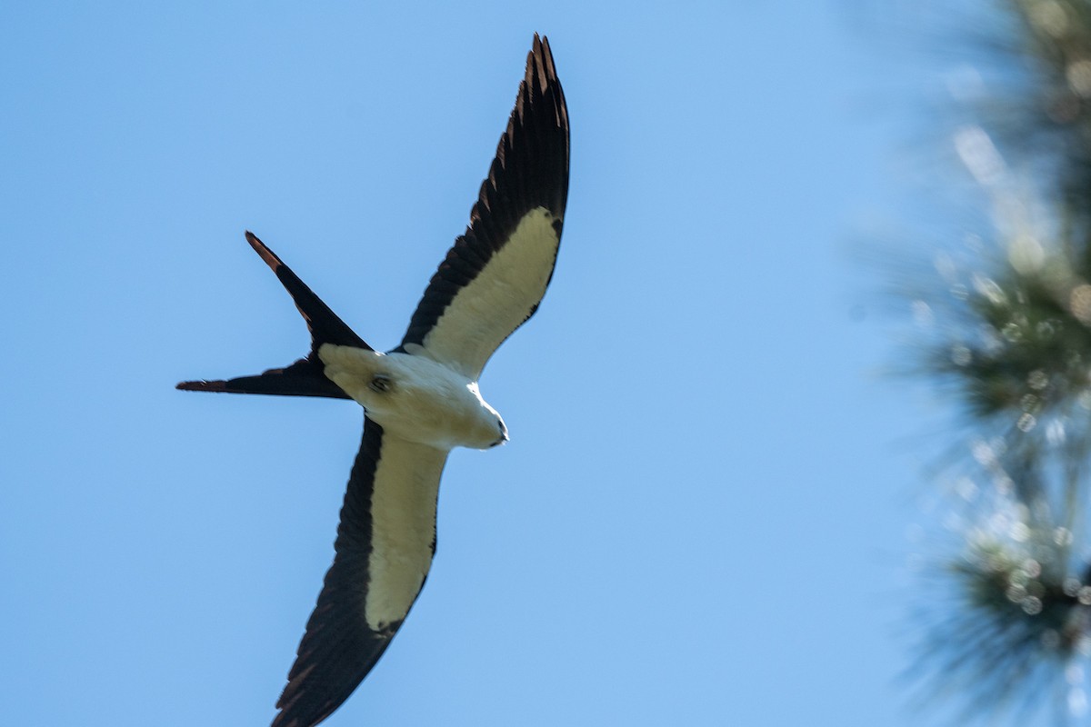 Swallow-tailed Kite - ML617888234