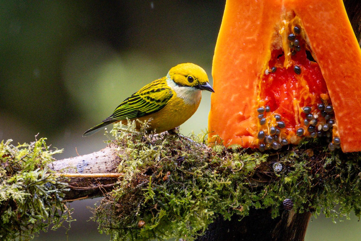 Silver-throated Tanager - ML617888272