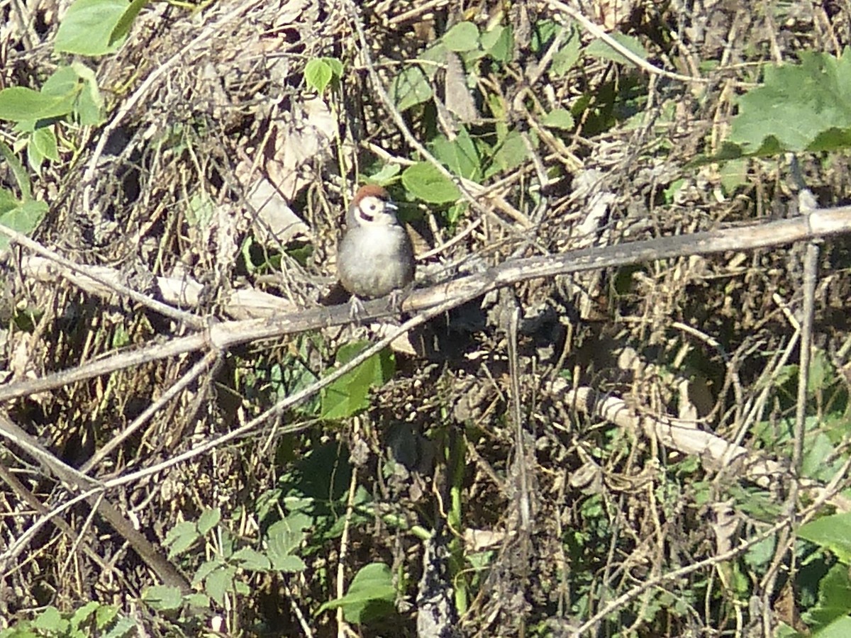 White-faced Ground-Sparrow - ML617888311