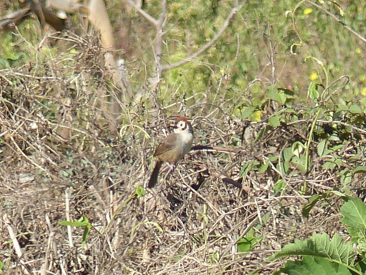 White-faced Ground-Sparrow - ML617888313