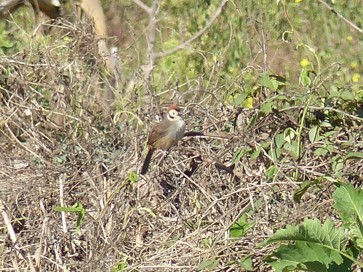 White-faced Ground-Sparrow - ML617888314
