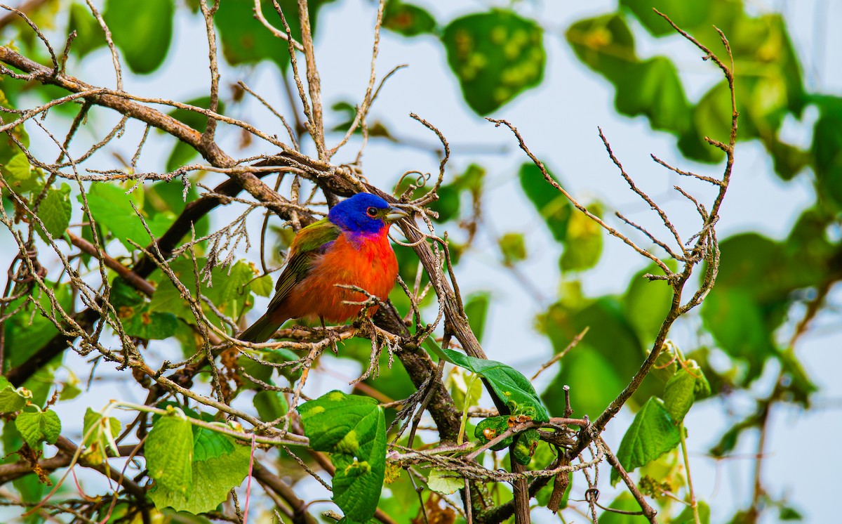 Painted Bunting - ML617888315