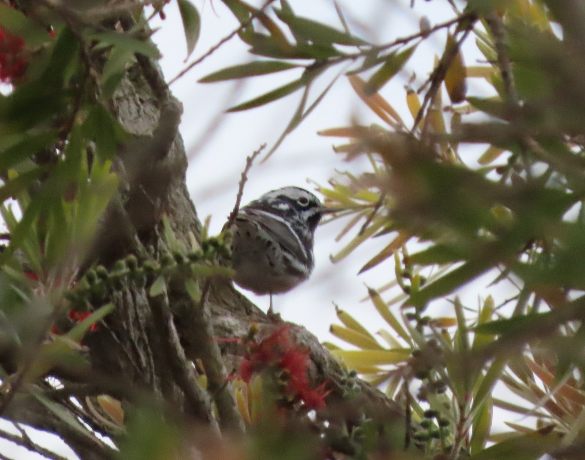 Black-and-white Warbler - ML617888334