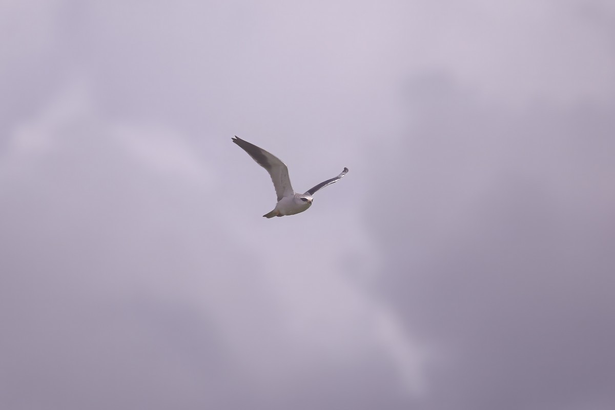Black-winged Kite - ML617888359