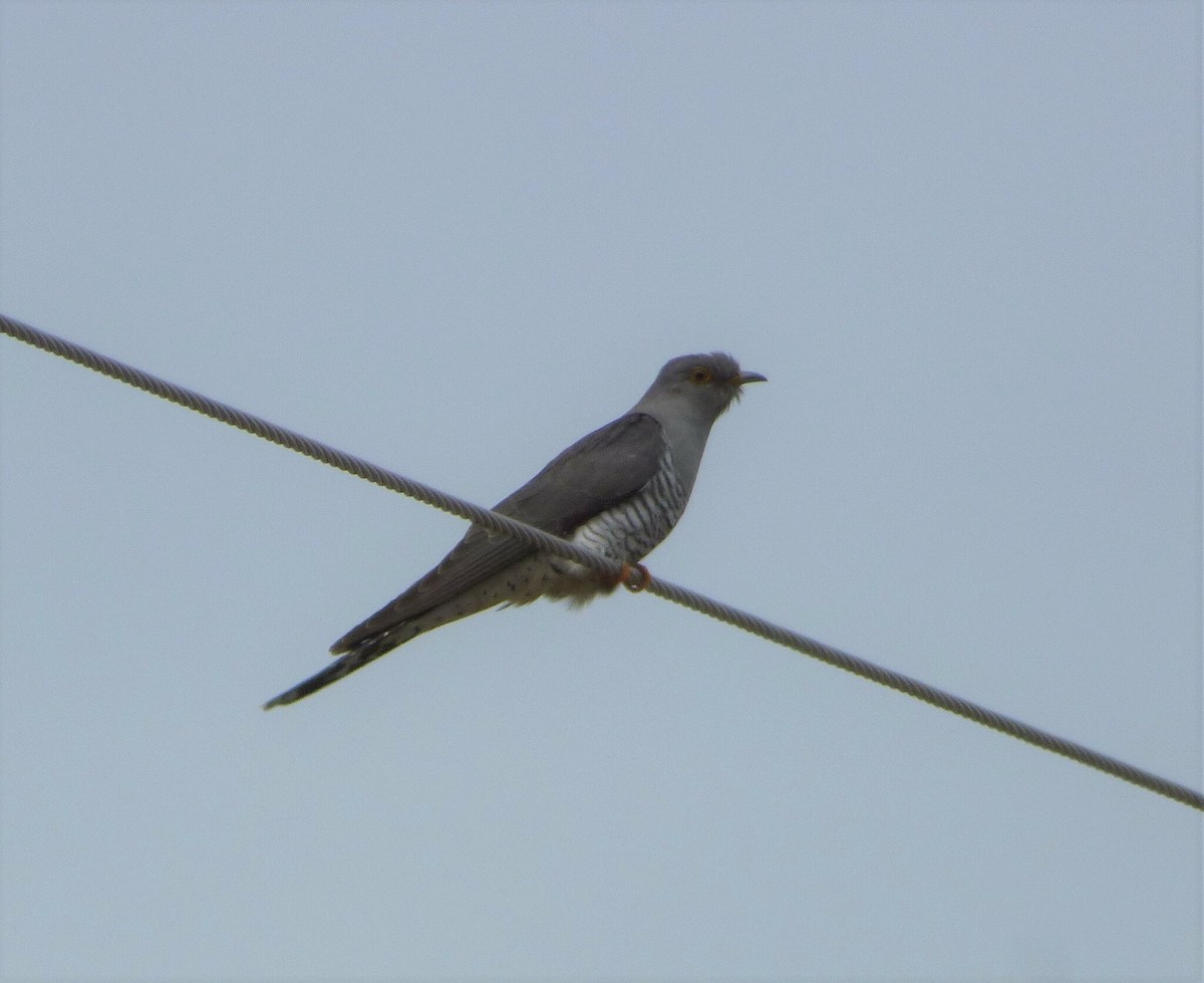 Common Cuckoo - ML617888368