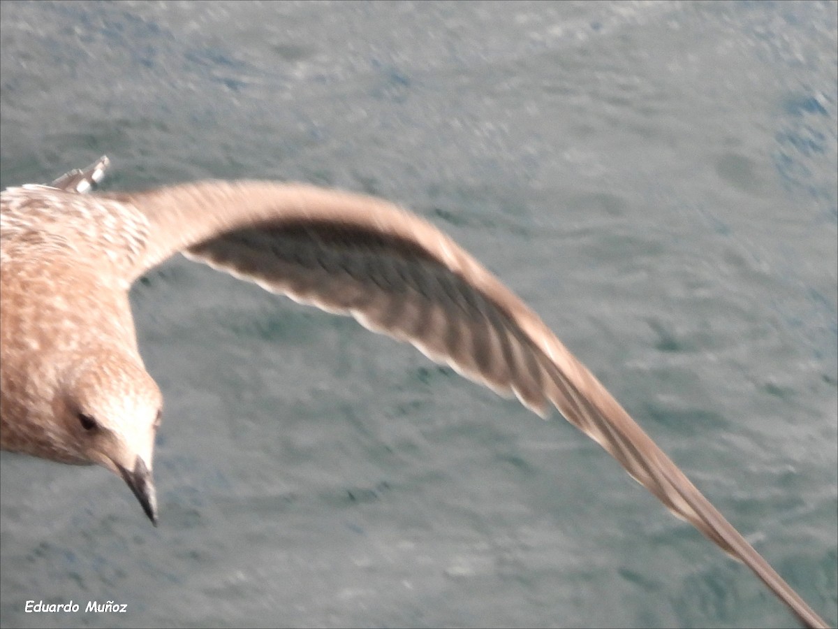 Kelp Gull (dominicanus) - ML617888373