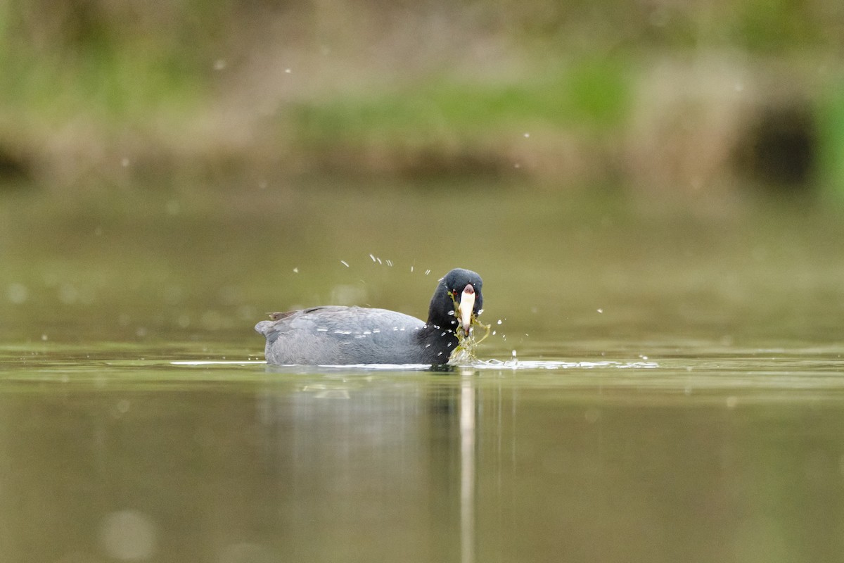 American Coot - Ivan Chao