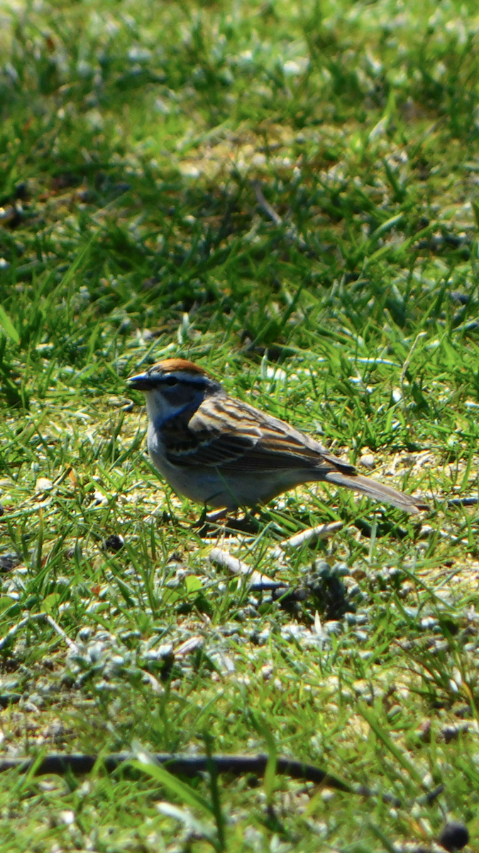 Chipping Sparrow - ML617888416