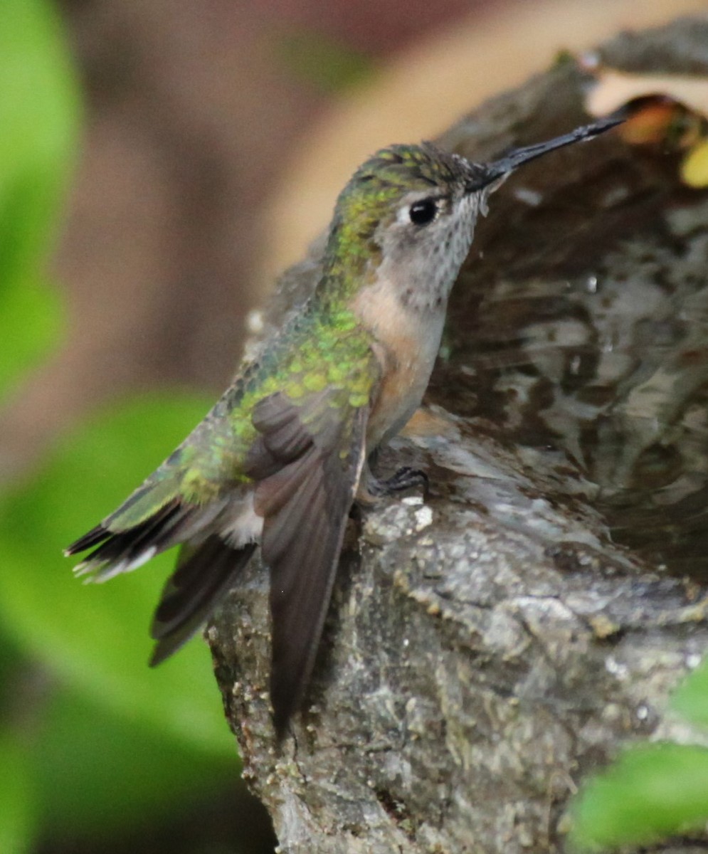 Calliope Hummingbird - Ken Lamberton