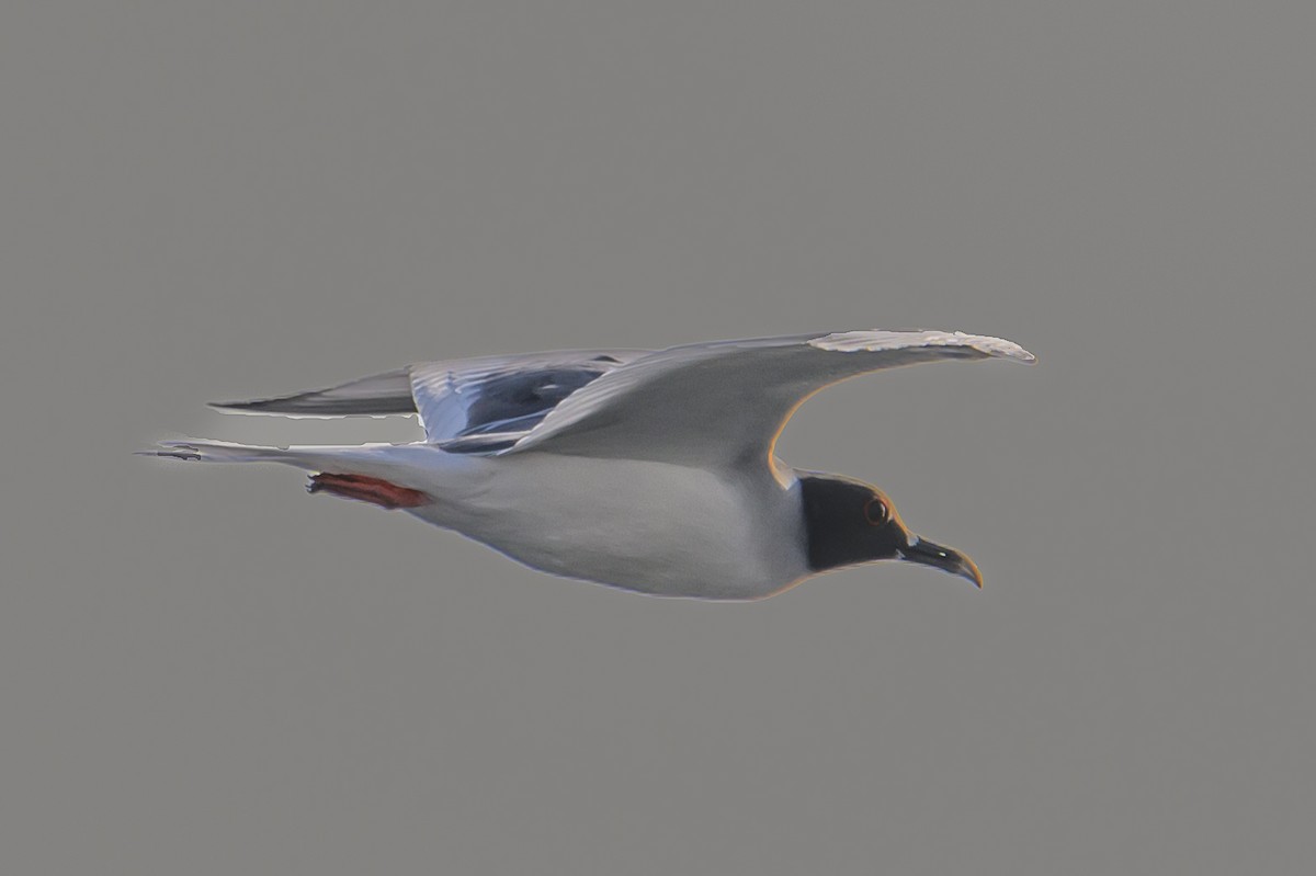 Swallow-tailed Gull - ML617888544