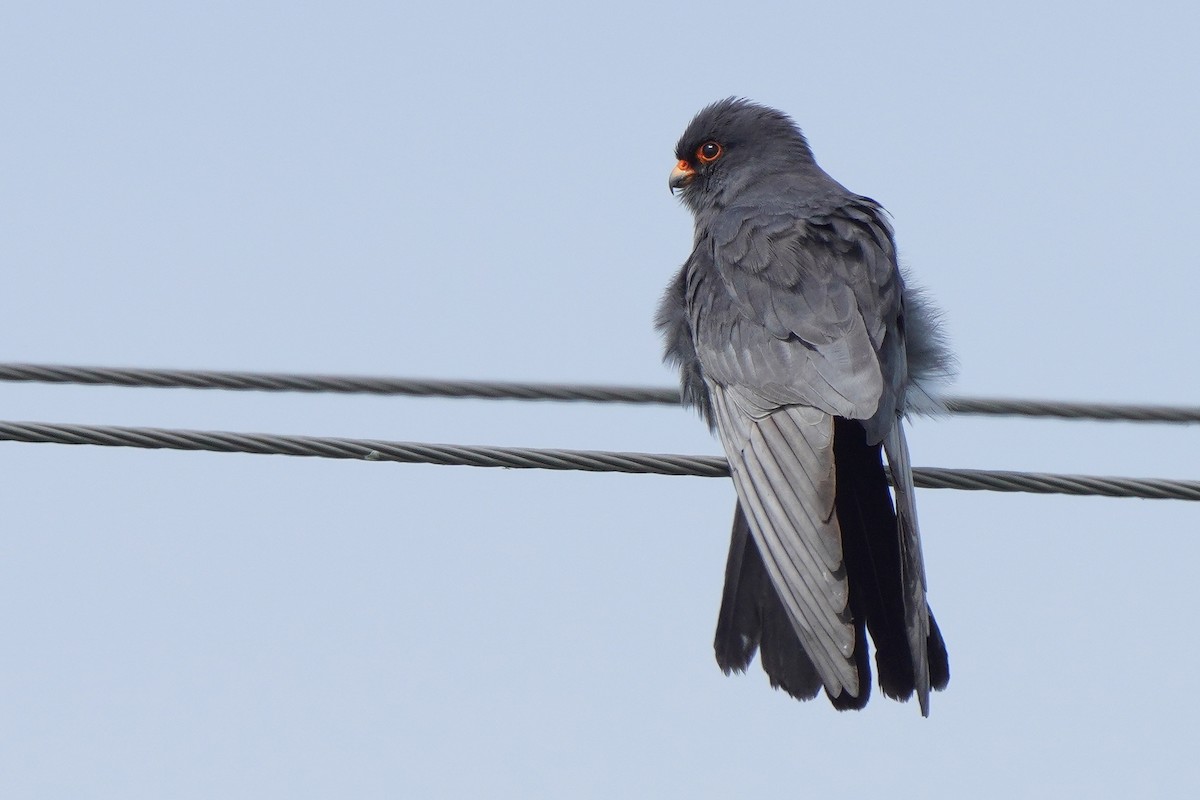 Red-footed Falcon - ML617888610