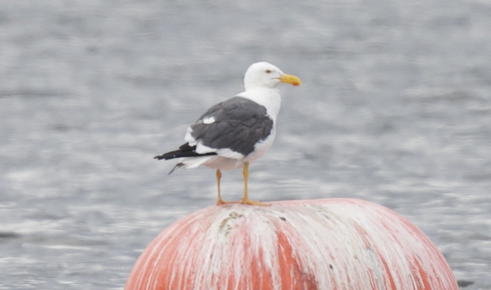 Yellow-footed Gull - ML617888636
