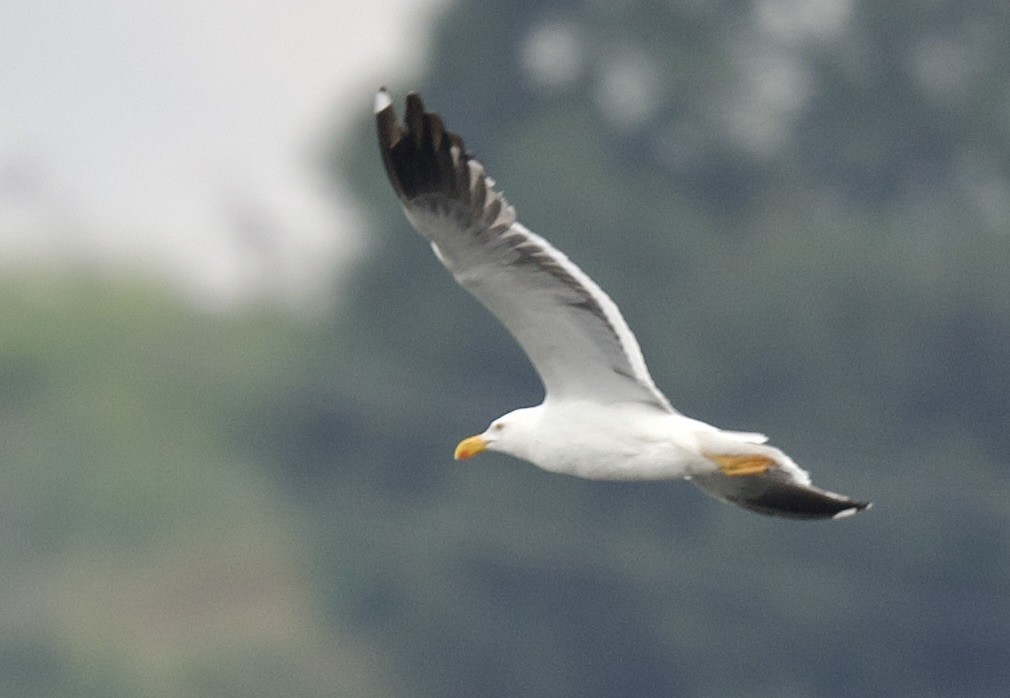 Yellow-footed Gull - ML617888650