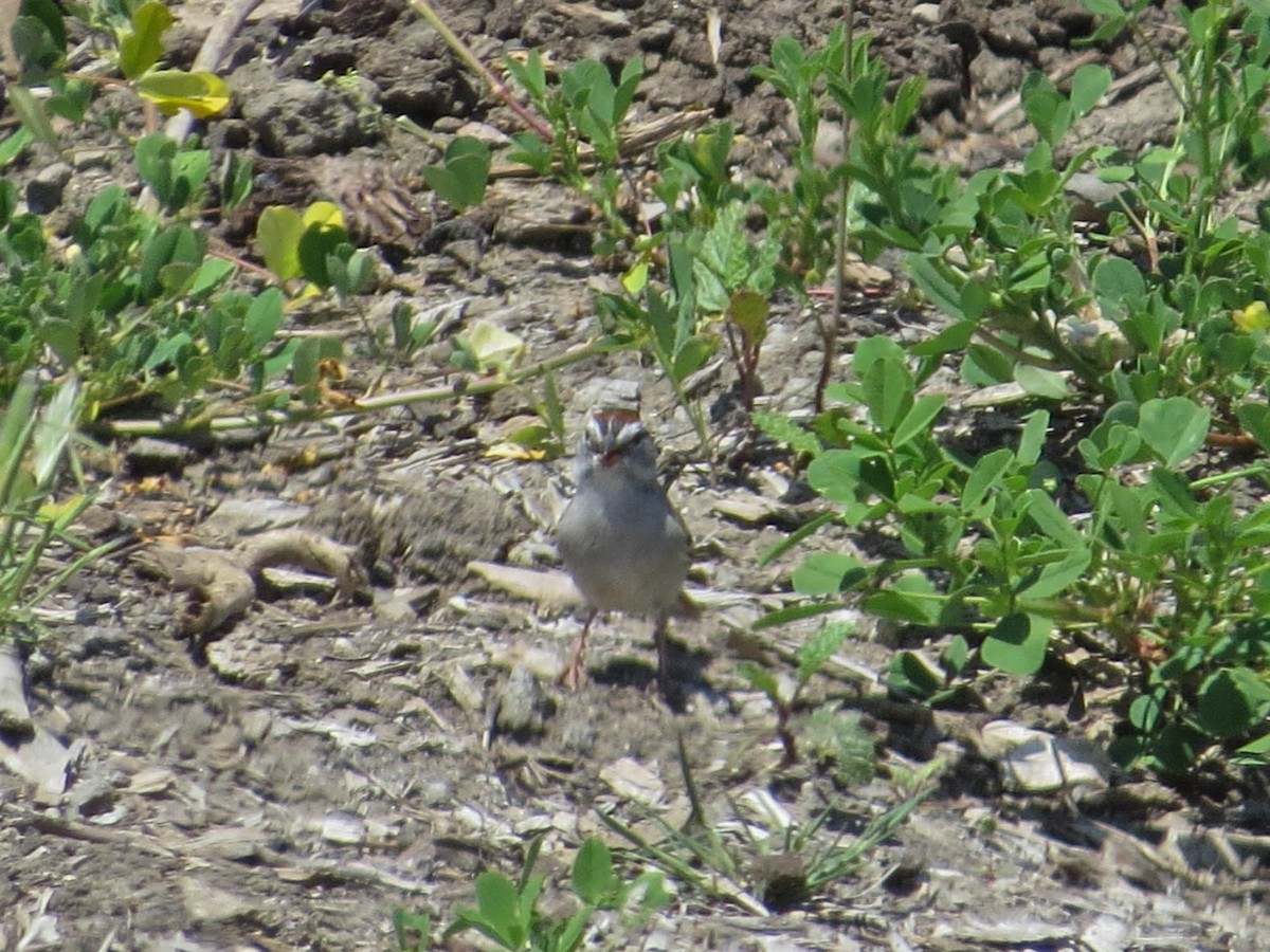Chipping Sparrow - ML617888656