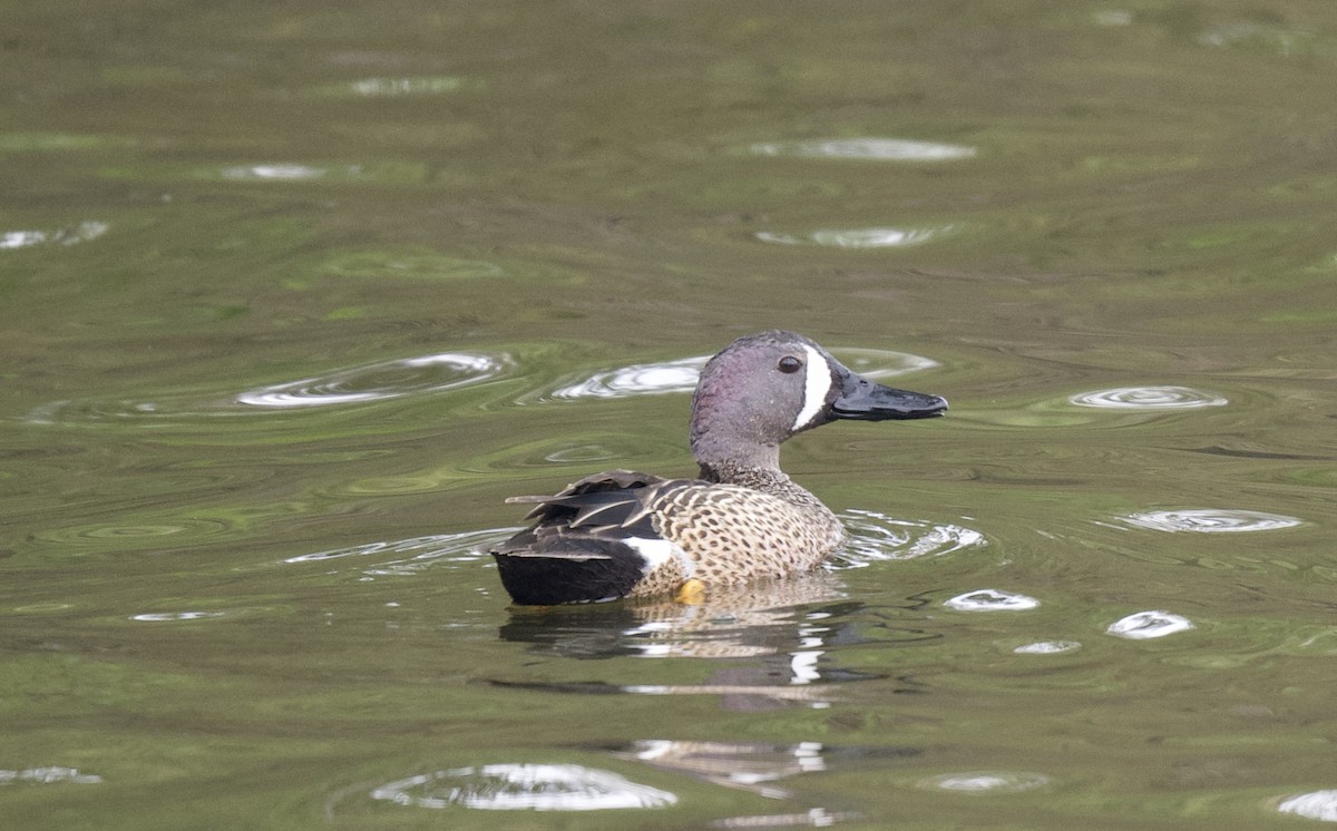 Blue-winged Teal - ML617888659