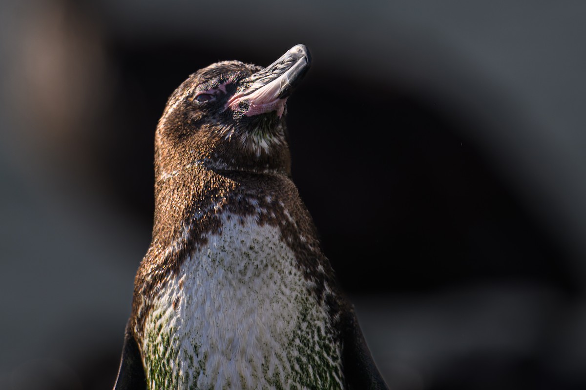 Galapagos Penguin - ML617888674