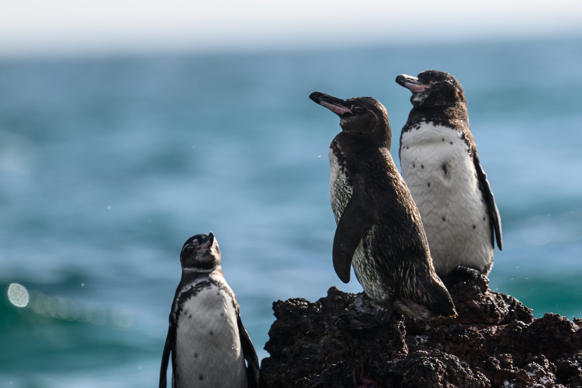 Galapagos Penguin - Mathias Haffner