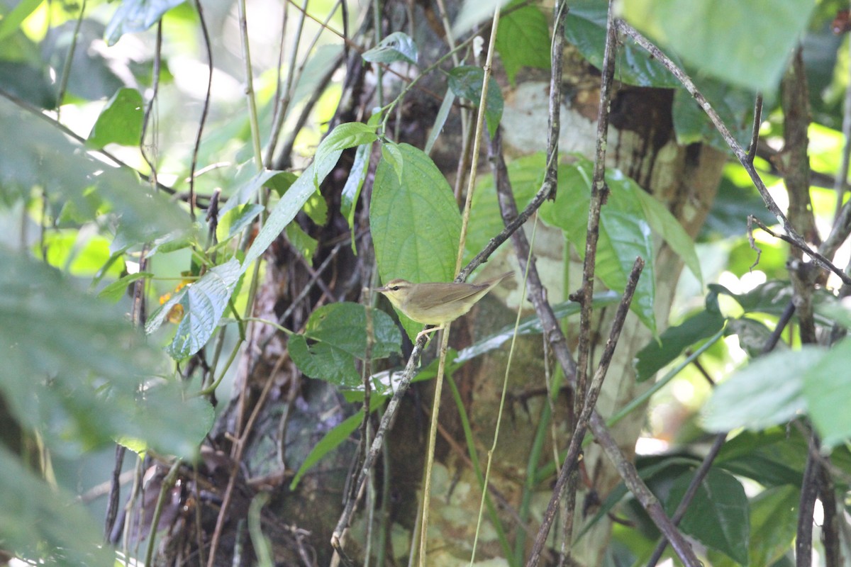 Swainson's Warbler - Brian Gibbons