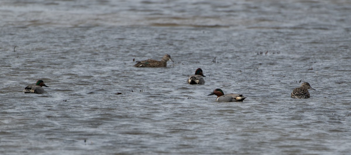Green-winged Teal - ML617888745