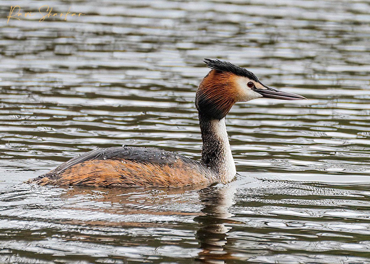 Great Crested Grebe - ML617888766