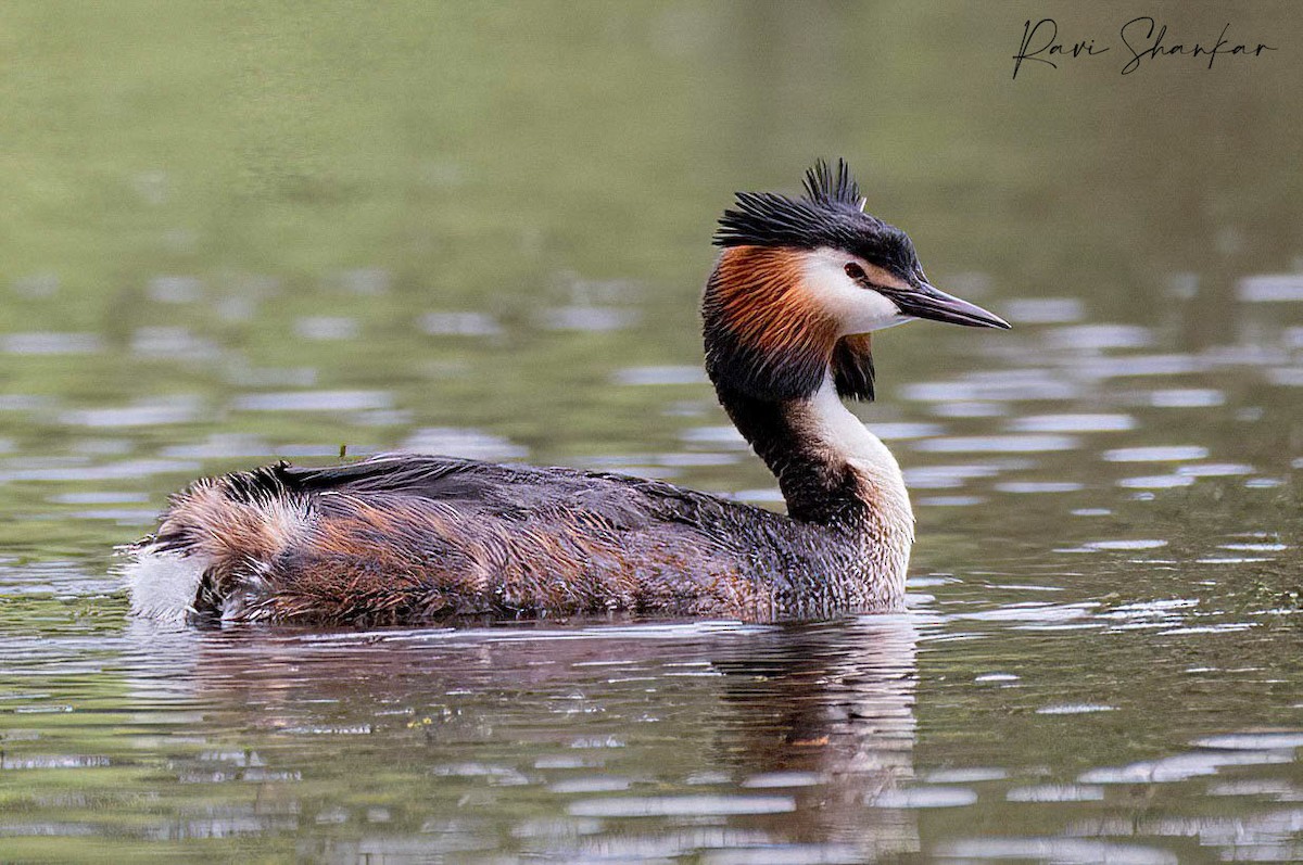 Great Crested Grebe - ML617888767