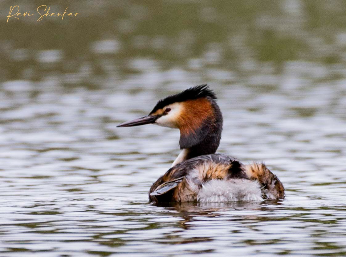 Great Crested Grebe - ML617888768