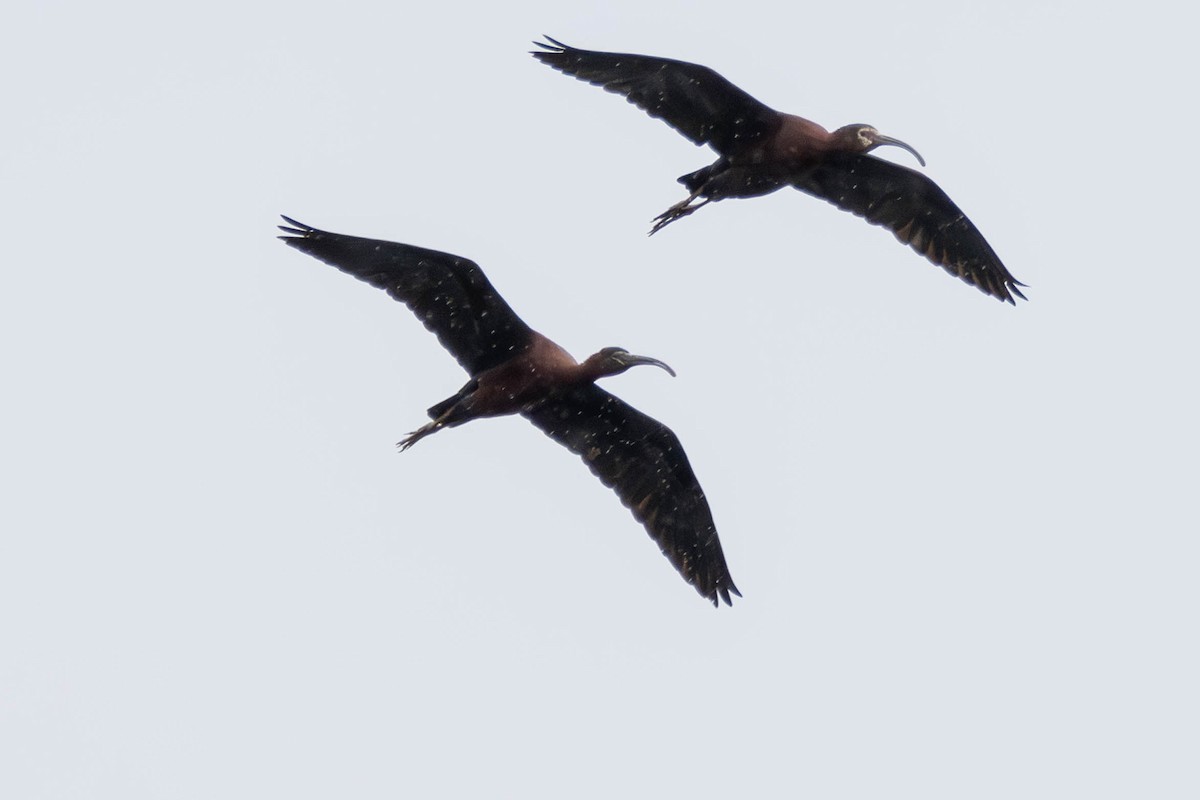 ibis hnědý - ML617888770
