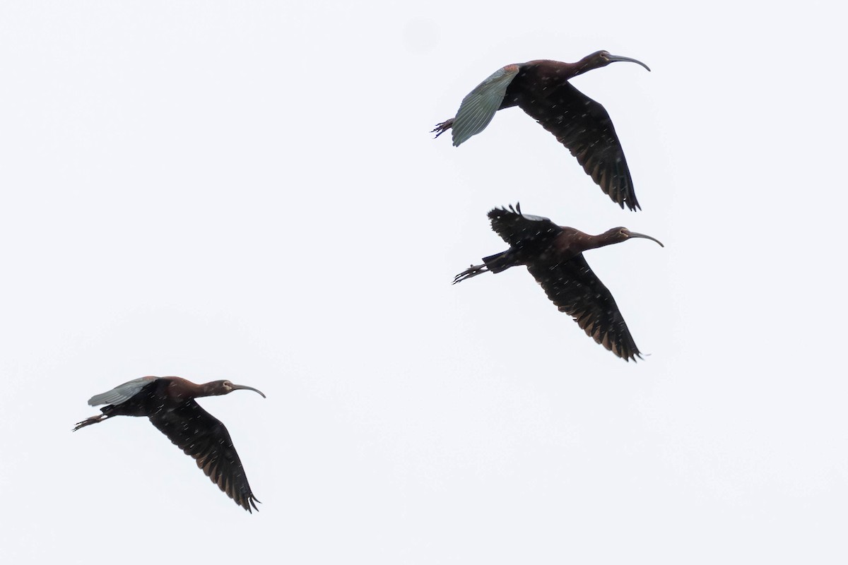 ibis americký - ML617888772