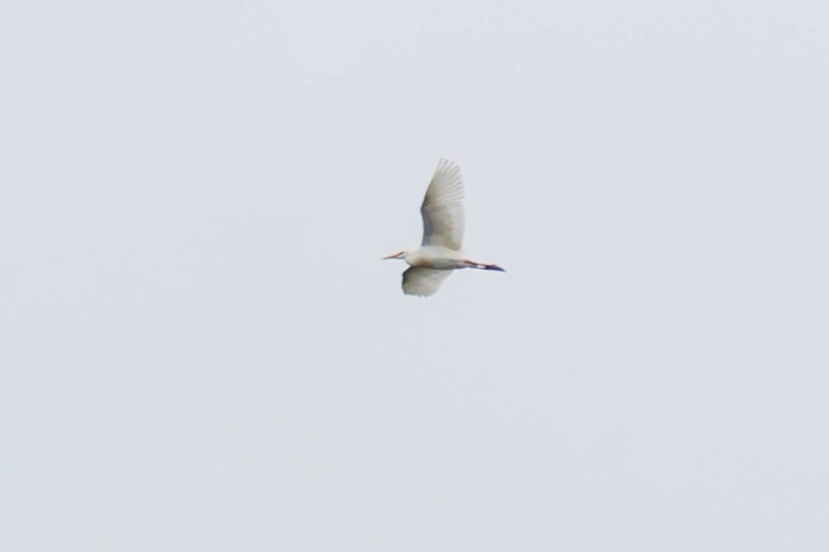 Египетская цапля (ibis) - ML617888778