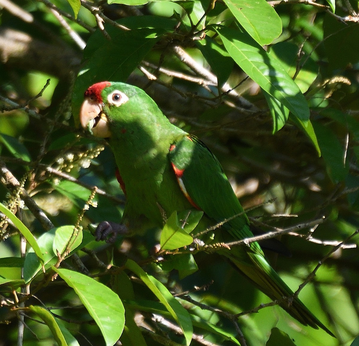 Crimson-fronted Parakeet - Qinglin Ma