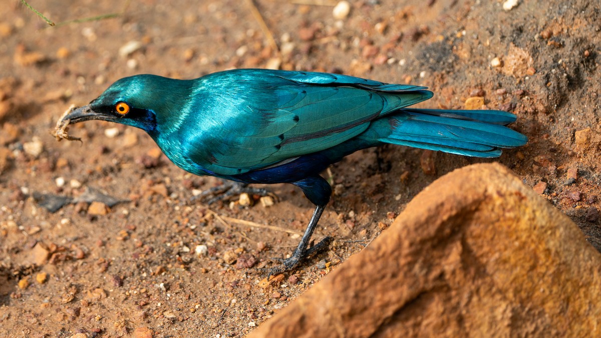 Greater Blue-eared Starling - ML617888835