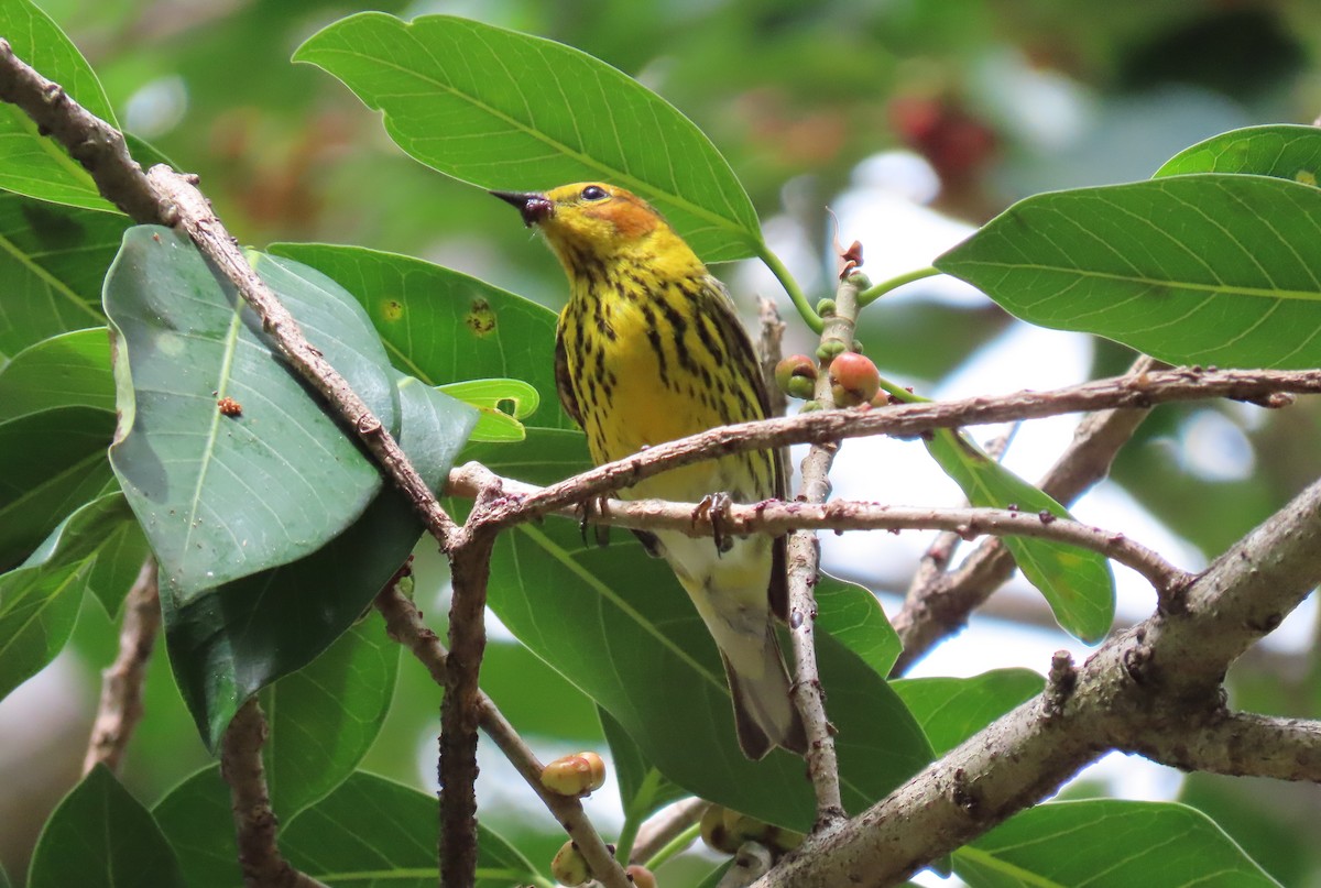 Cape May Warbler - ML617888881