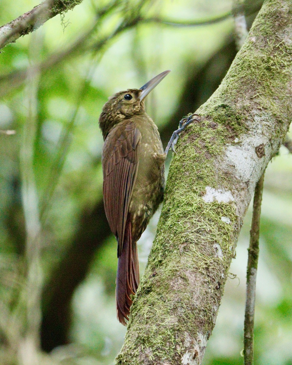 Spotted Woodcreeper - ML617888971