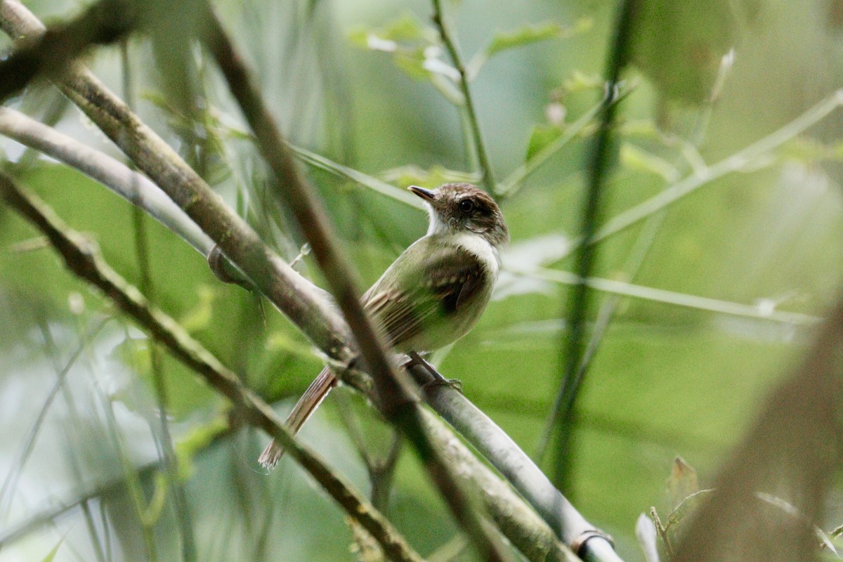 Sepia-capped Flycatcher - ML617888980