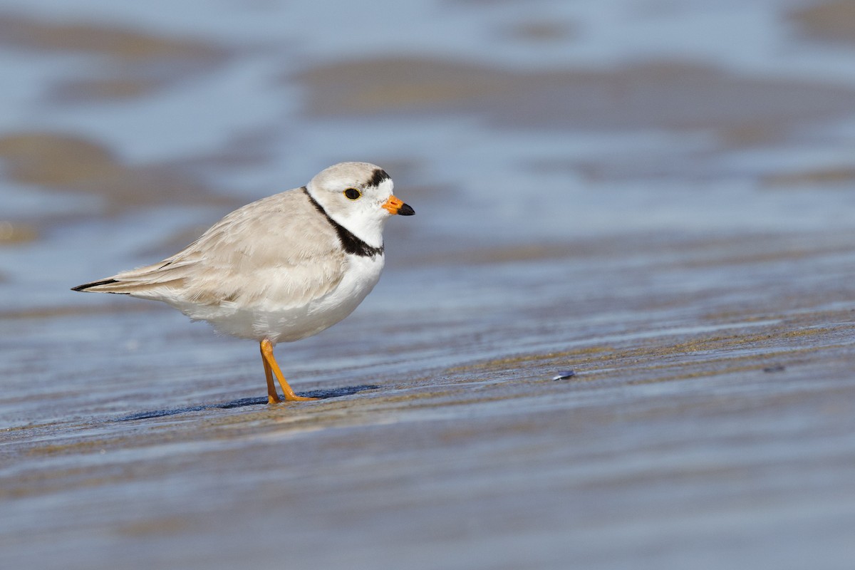 Piping Plover - ML617889006