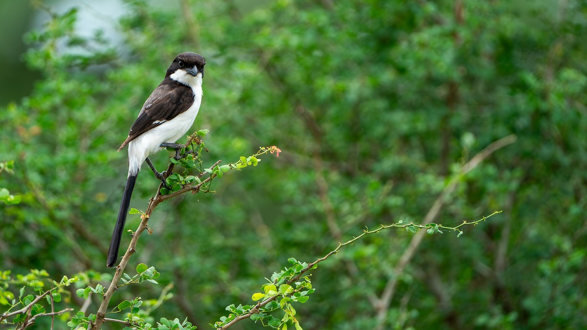 Long-tailed Fiscal - ML617889052
