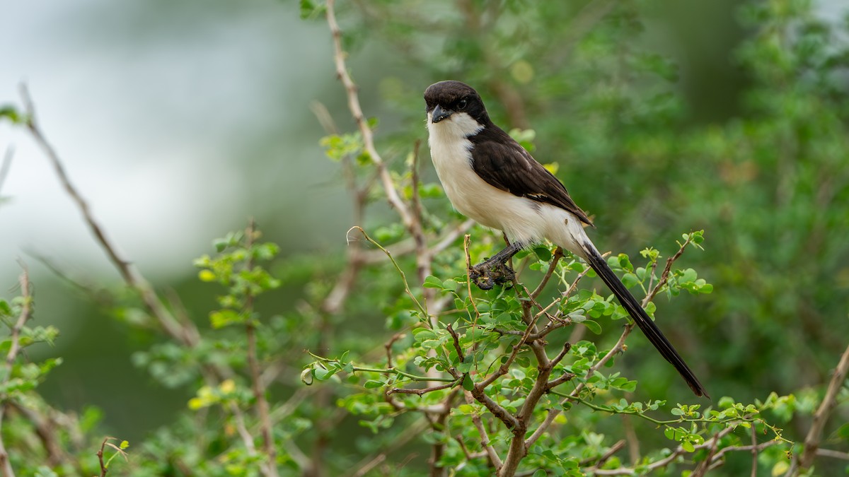 Long-tailed Fiscal - ML617889053