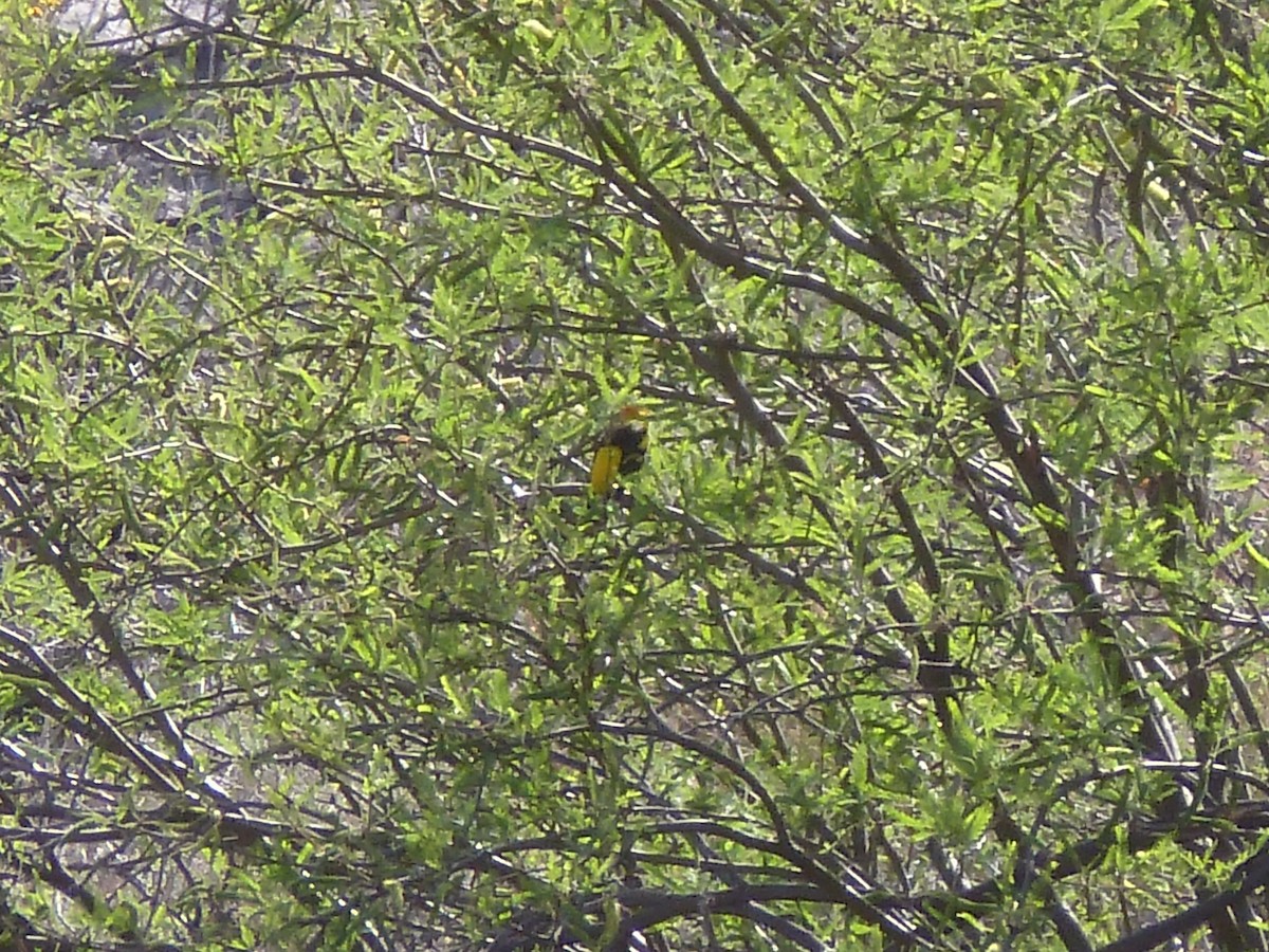 Western Tanager - ML617889089